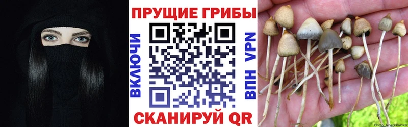 Галлюциногенные грибы ЛСД  OMG ССЫЛКА  Сертолово 